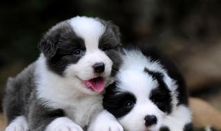 我爱飞盘狗 我爱飞盘狗